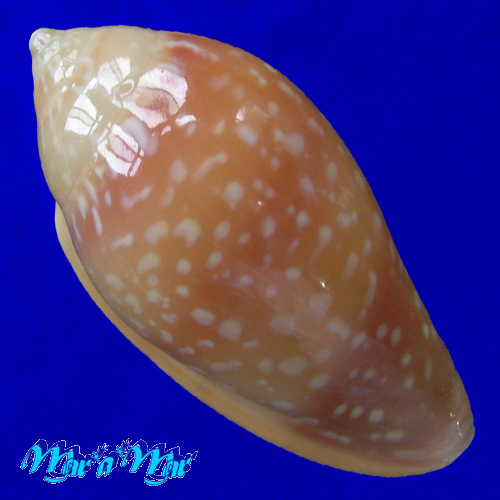 Alternative view of Marginella cf. pseudosebastiani (Matovelli, 2001)