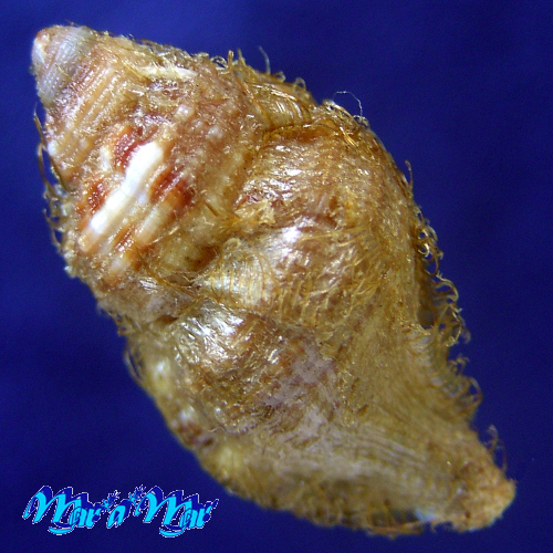 Alternative view of Monoplex martinianus Orbigny, 1845