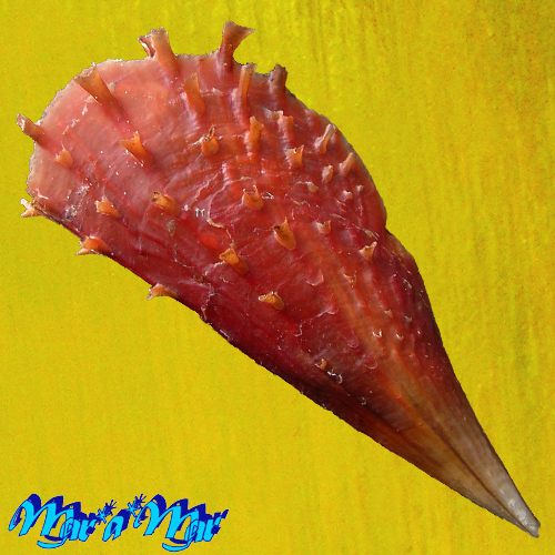 Pinna carnea Gmelin, 1791 - Imagem 2
