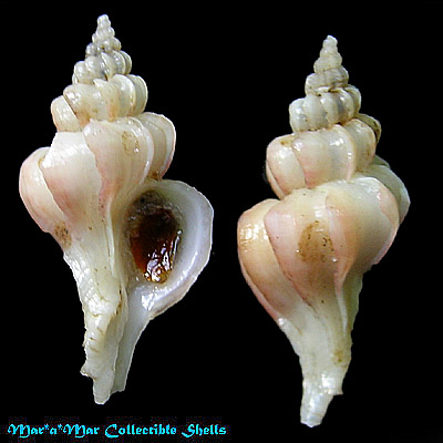 Trophon pelseneeri E.A.Smith, 1915