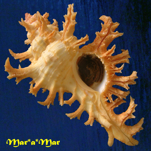 Chicoreus spectrum (Reeve, 1846)