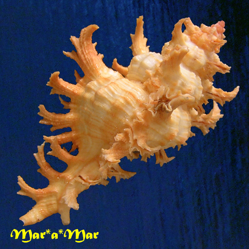 Alternative view of Chicoreus spectrum (Reeve, 1846)