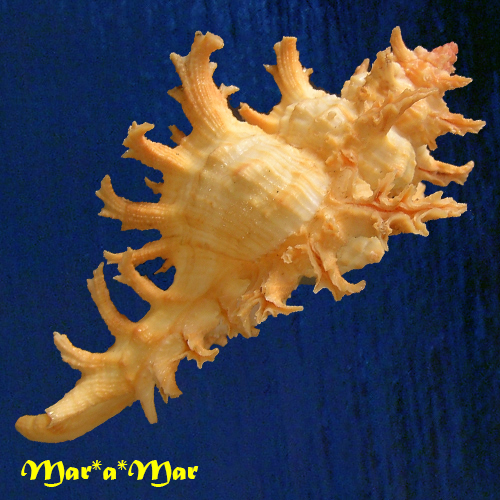 Chicoreus spectrum (Reeve, 1846) - Imagem 4