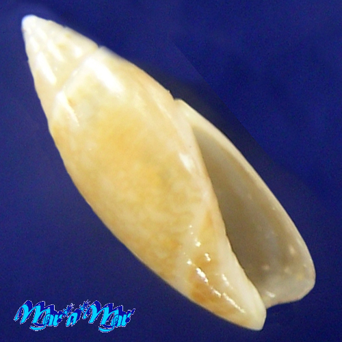 Olivella tehuelcha (Duclos, 1840)