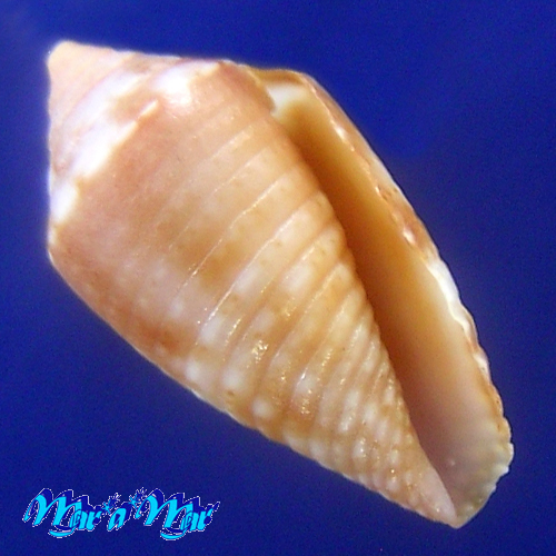 Conus (Jaspidiconus) icapui Petuch & Berschauer, 2018