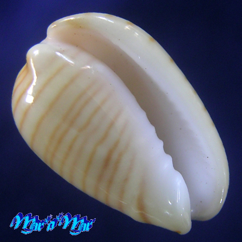 Persicula cingulata (Dillwyn, 1817)