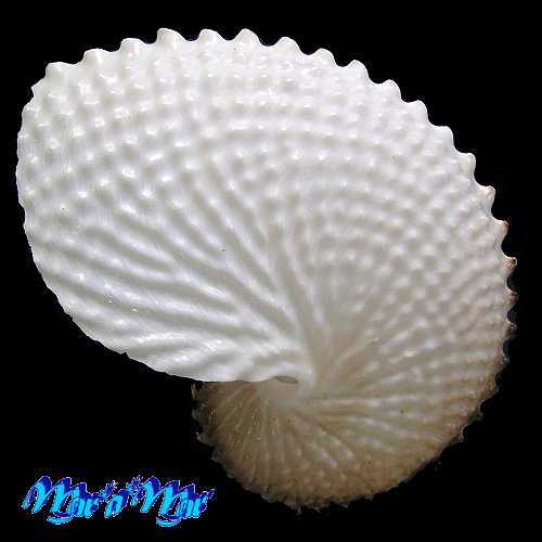 Argonauta nodosa Lightfoot,1786 - Imagem 2