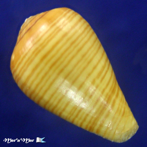 Alternative view of Conus (Lautoconus) eusebioi Schronherr, 2018