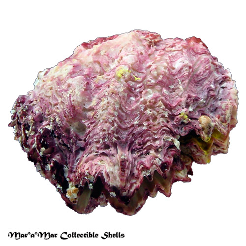 Hyotissa hyotis (Linnaeus, 1758)