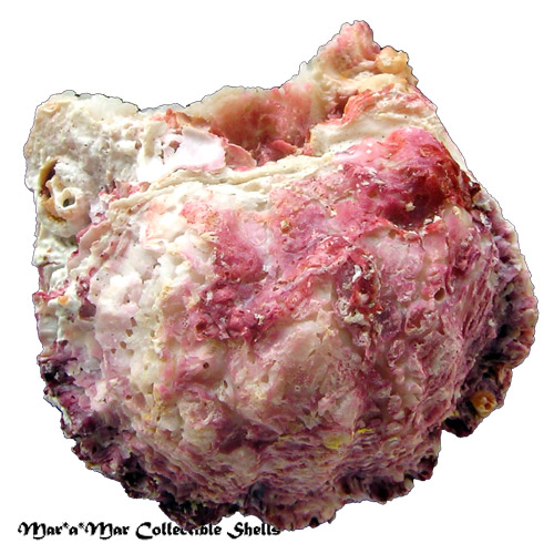 Hyotissa hyotis (Linnaeus, 1758) - Imagem 2