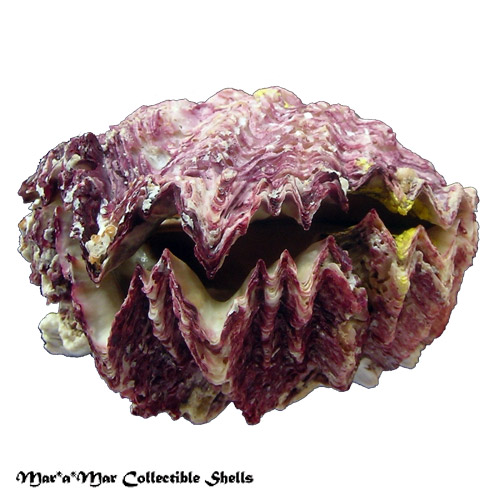 Hyotissa hyotis (Linnaeus, 1758) - Imagem 3