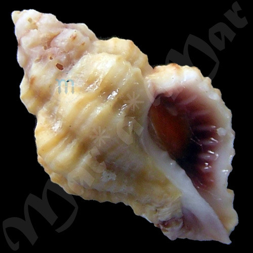 Panamurex velero (E.H. Vokes, 1970)