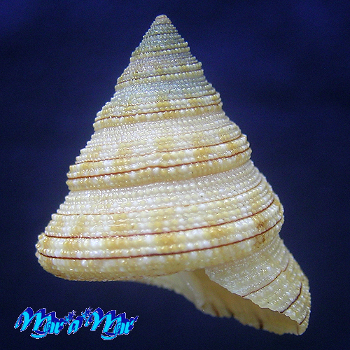 Calliostoma gemmosum (Reeve, 1842)