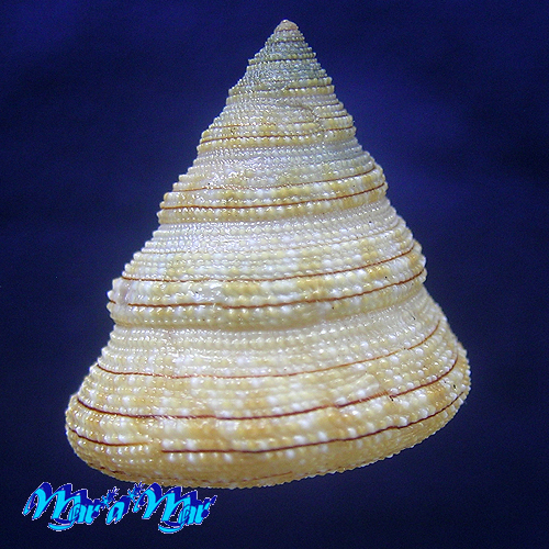 Alternative view of Calliostoma gemmosum (Reeve, 1842)