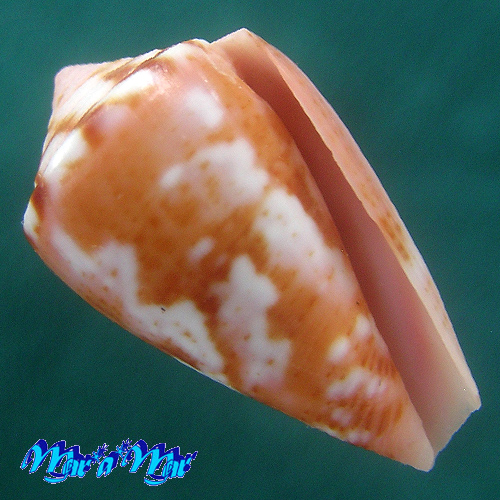 Conus mauricioi Coltro, 2004