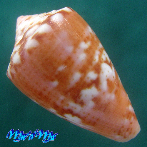 Alternative view of Conus mauricioi Coltro, 2004