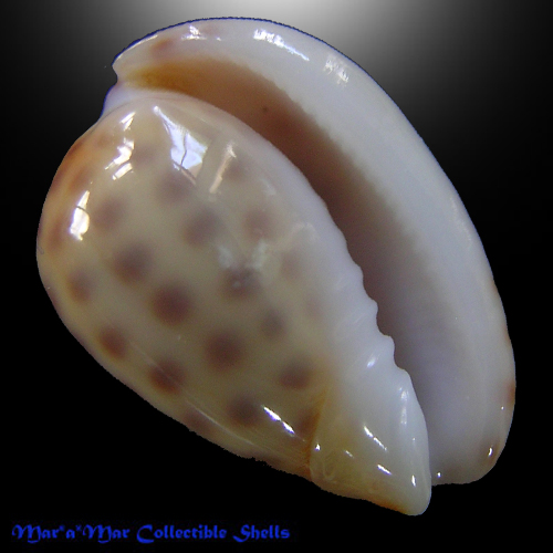 Persicula persicula (Linnaeus, 1758)