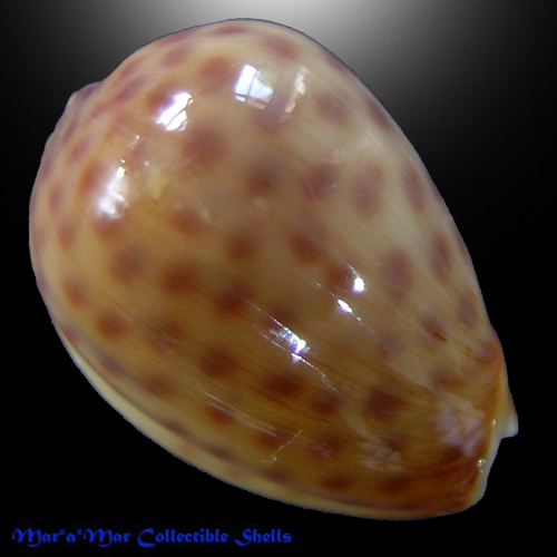 Alternative view of Persicula persicula (Linnaeus, 1758)