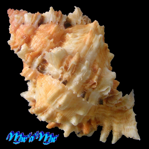 Alternative view of Phyllonotus occulatus (Reeve, 1845)