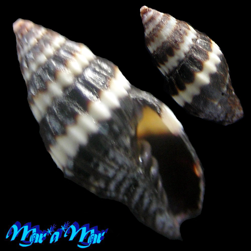 Vexillum albocinctum (C.B. Adams, 1845)