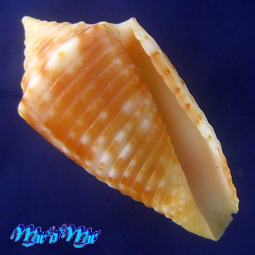 Conus sp.