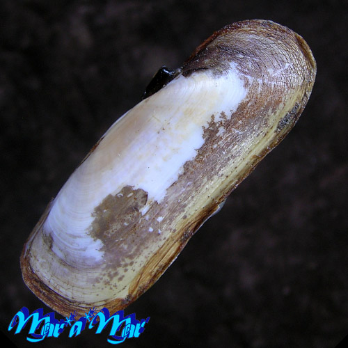 Tagelus plebeius (Lightfoot, 1786)