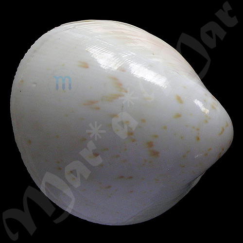 Laevicardium laevigatum (L., 1758)