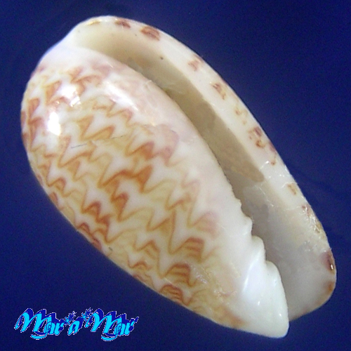 Gibberula moscatelli Boyer, 2004