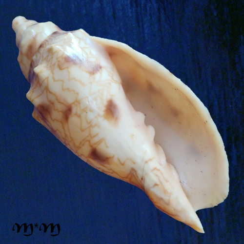 Odontocymbiola macaensis Calvo & Coltro, 1997