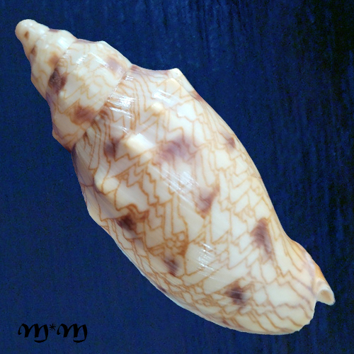 Alternative view of Odontocymbiola macaensis Calvo & Coltro, 1997