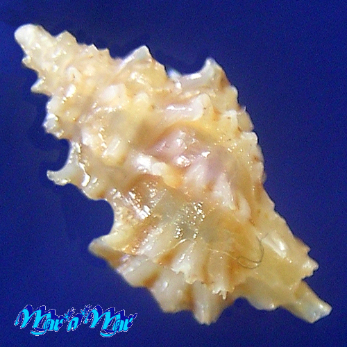 Pazinotus bodarti P.M.Costa, 1993 - Imagem 2