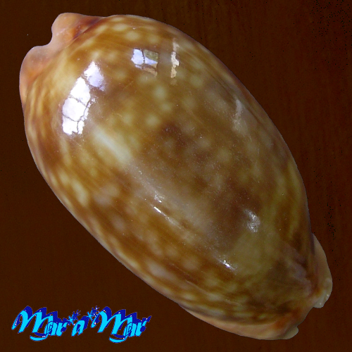 Macrocypraea zebra Linnaeus, 1758