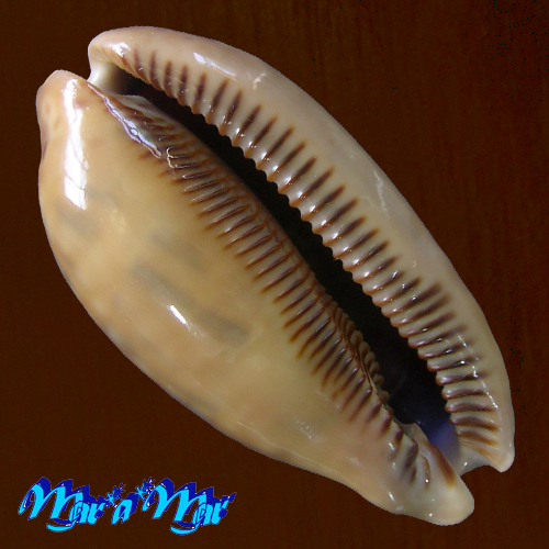 Alternative view of Macrocypraea zebra Linnaeus, 1758