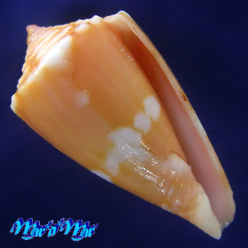 Conus cf. pseudocardinalis Coltro, 2004