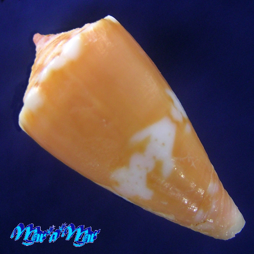 Alternative view of Conus cf. pseudocardinalis Coltro, 2004