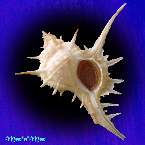 Siratus formosus (Sowerby, 1841)