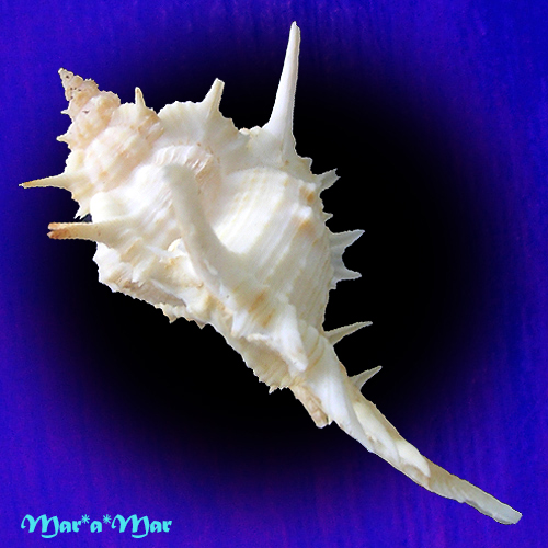 Alternative view of Siratus formosus (Sowerby, 1841)