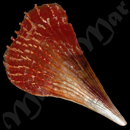 Pinna carnea Gmelin, 1791