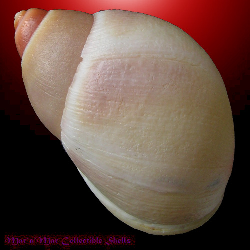 Megalobulimus cf. terrestris (Spix, 1827) - Image 2