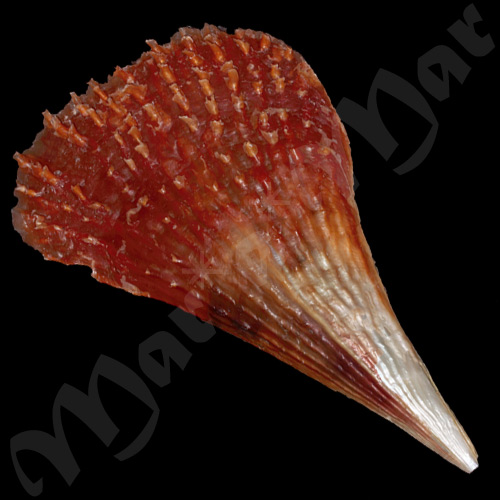 Pinna carnea Gmelin, 1791 - Imagem 2