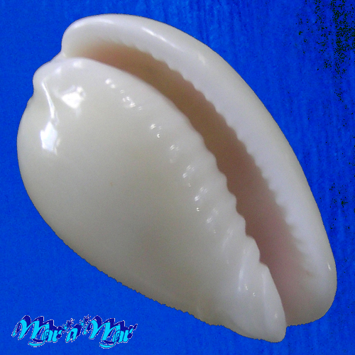 Persicula robusta (Sowerby, 1904)