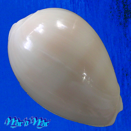 Alternative view of Persicula robusta (Sowerby, 1904)