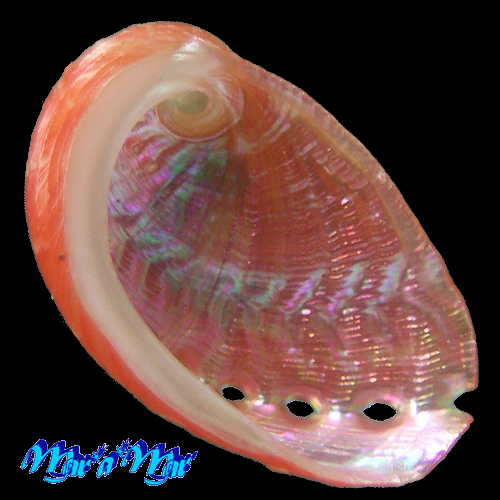 Alternative view of Haliotis aurantium Simone, 1998