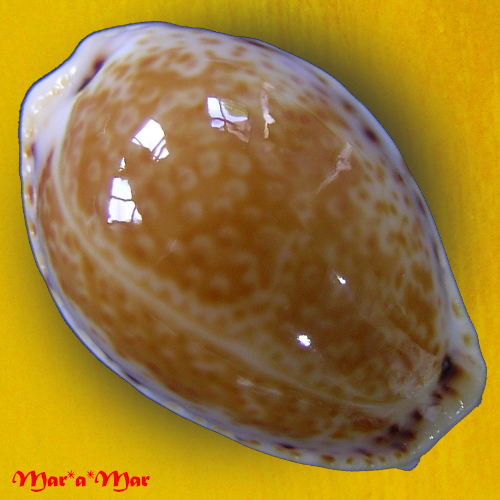Cypraea acicularis marcuscoltroi (Petuch, 2015)