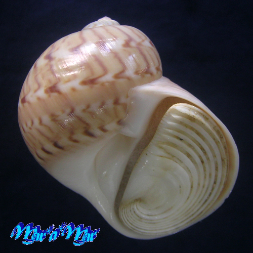 Natica canrena (Linnaeus, 1758)