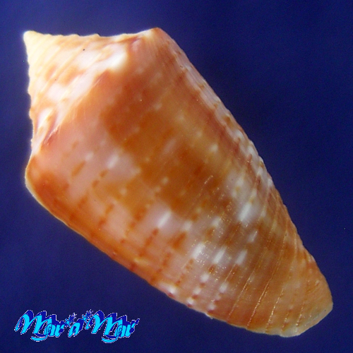 Alternative view of Conus sp.