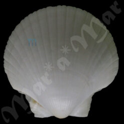 Pecten ziczac (Linnaeus, 1758)*
