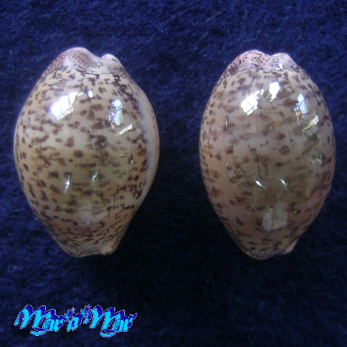 Cypraea (Luria) cinerea brasiliensis L. & H., 1993