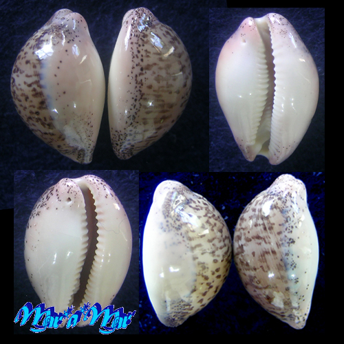 Alternative view of Cypraea (Luria) cinerea brasiliensis L. & H., 1993