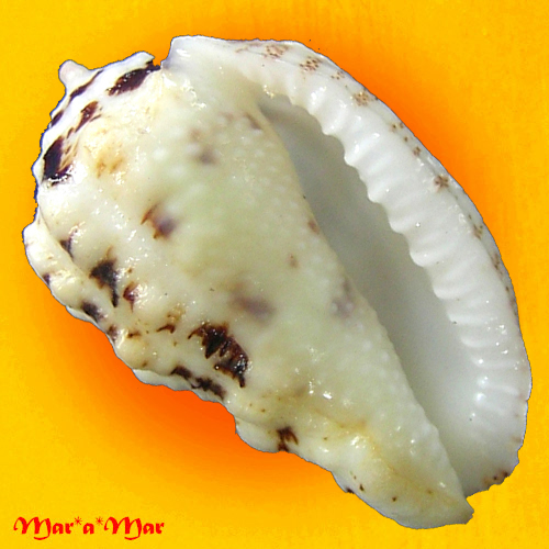 Morum bayeri Petuch, 2001